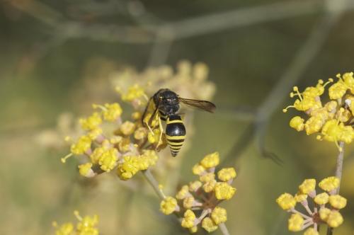 Ancistrocerus sp.
